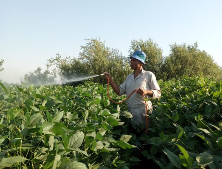 الهيئة تدعم المزارعين بالمنيا وبني سويف لزيادة الإنتاجية (8)