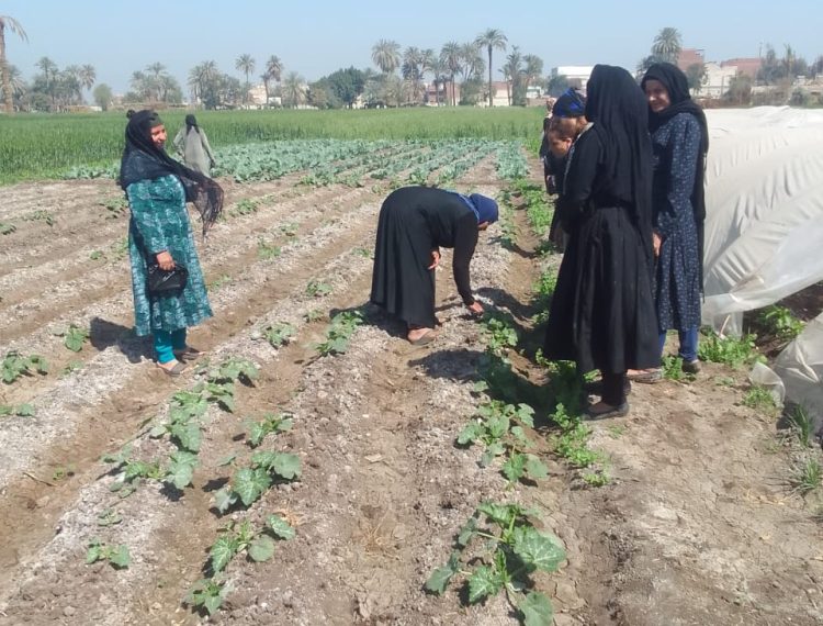 وحدة التنمية المحلية تدعم تمكين النساء في المنيا من خلال مشاريع زراعية غير تقليدية (2)