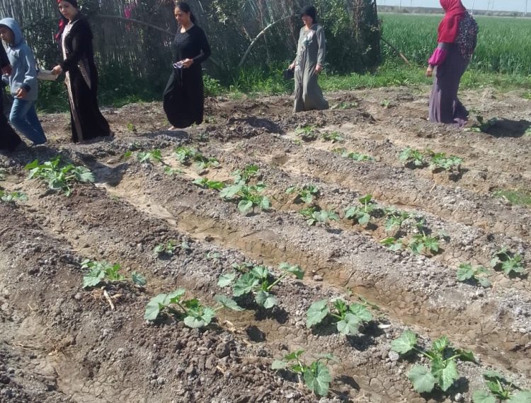 وحدة التنمية المحلية تدعم تمكين النساء في المنيا من خلال مشاريع زراعية غير تقليدية (4)