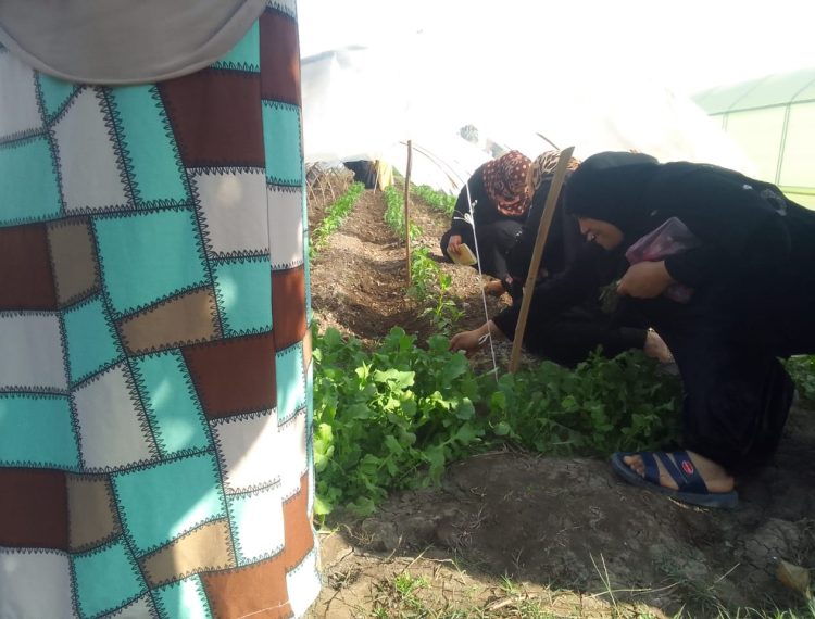 وحدة التنمية المحلية تدعم تمكين النساء في المنيا من خلال مشاريع زراعية غير تقليدية (6)