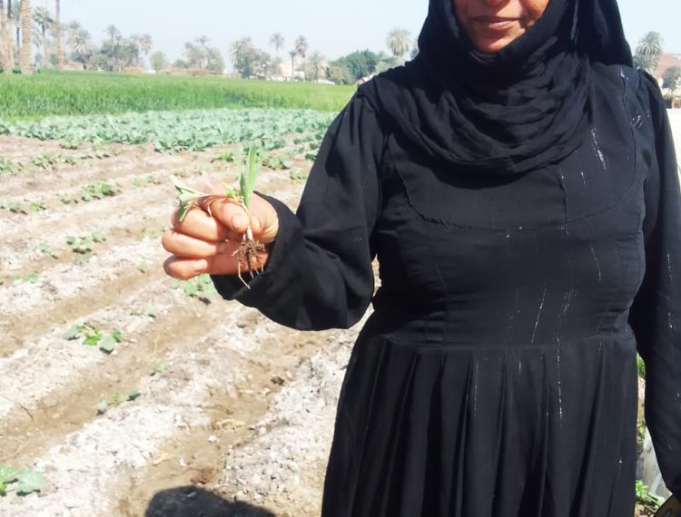 وحدة التنمية المحلية تدعم تمكين النساء في المنيا من خلال مشاريع زراعية غير تقليدية (7)